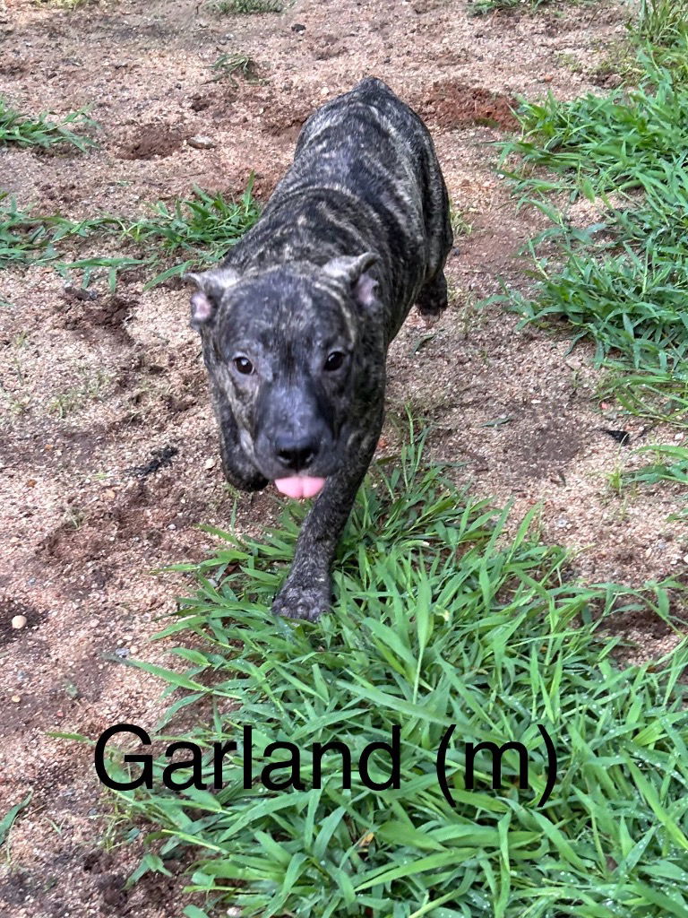 adoptable Dog in Rutherfordton, NC named Garland