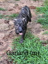 adoptable Dog in  named Garland