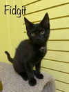 adoptable Cat in Rutherfordton, NC named Fidget