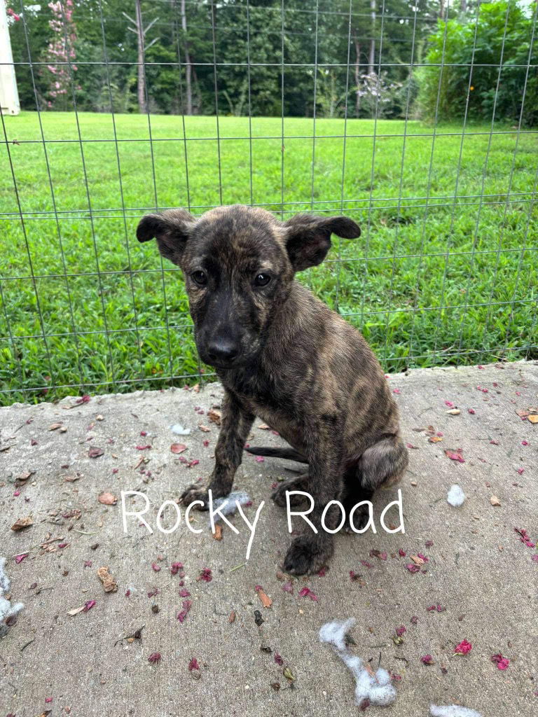 adoptable Dog in Rutherfordton, NC named Rocky Road