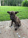 adoptable Dog in  named Rocky Road