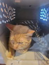 adoptable Cat in Rutherfordton, NC named Ben A. Foster 2