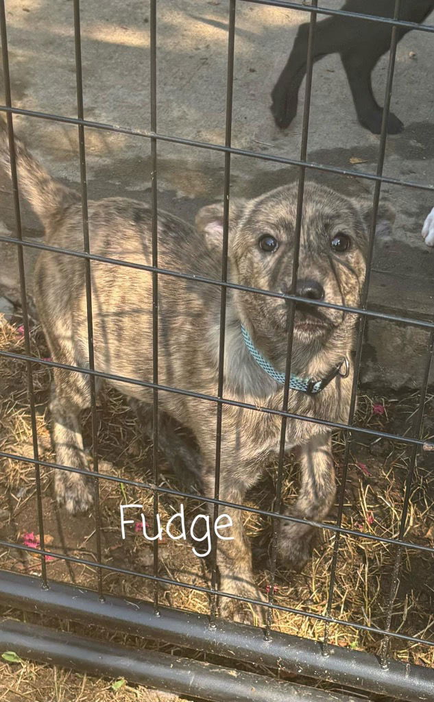 adoptable Dog in Rutherfordton, NC named Fudge