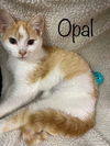 adoptable Cat in Rutherfordton, NC named Opal