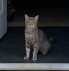 adoptable Cat in Rutherfordton, NC named Grayson (Courtesy Post)