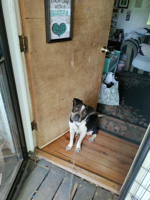 PATCHES (COURTESY POST) - Australian Cattle Dog/Blue Heeler / Pit Bull Terrier available for adoption