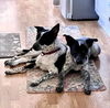 adoptable Dog in Rutherfordton, NC named Cora & Sage