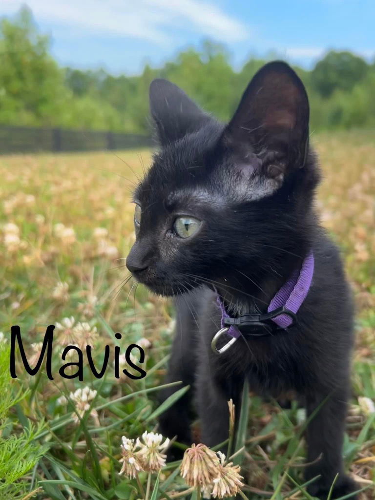 adoptable Cat in Rutherfordton, NC named Mavis