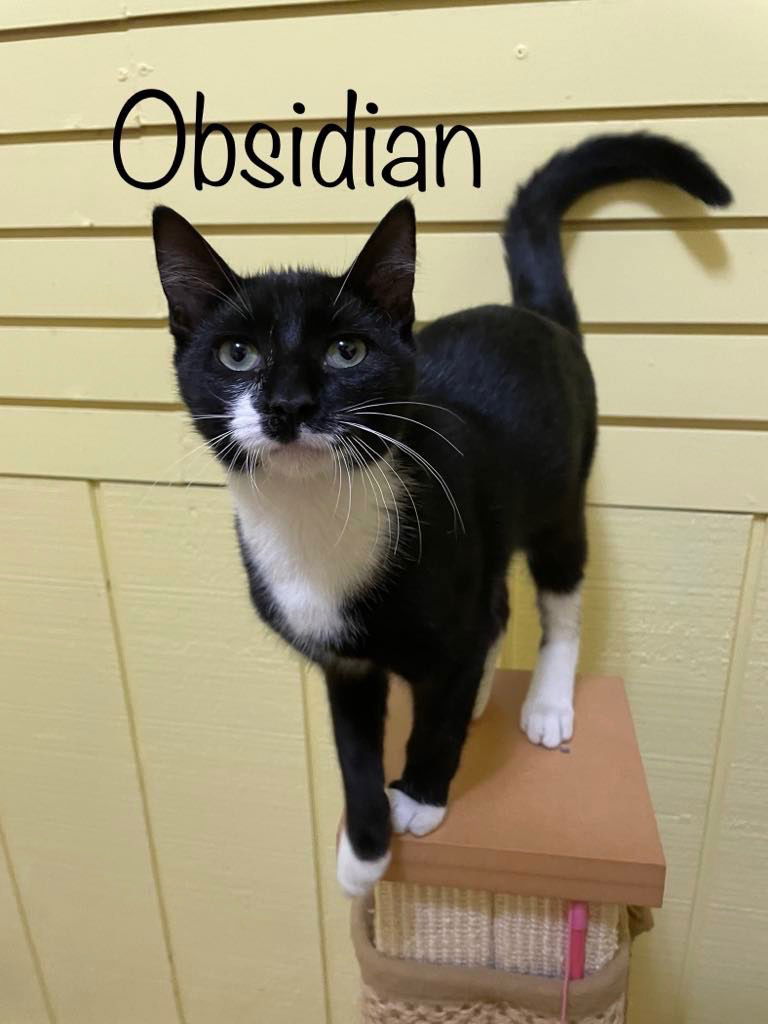 adoptable Cat in Rutherfordton, NC named Obsidian