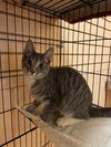 adoptable Cat in Rutherfordton, NC named Mocha