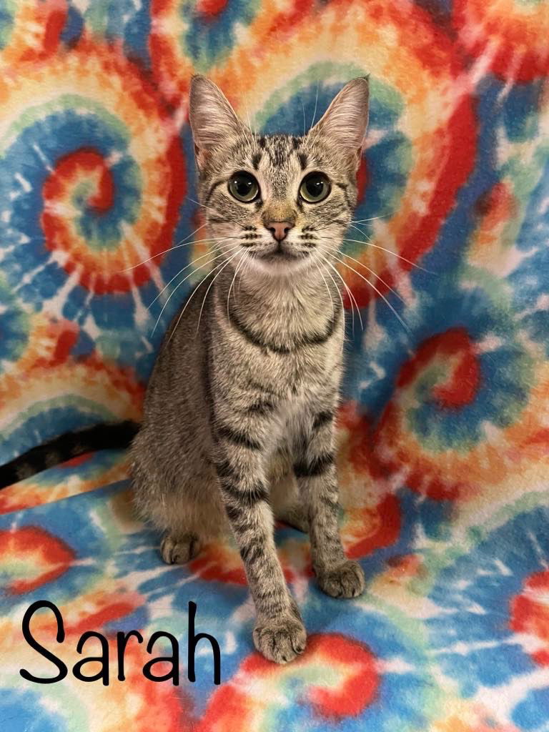 adoptable Cat in Rutherfordton, NC named Sarah