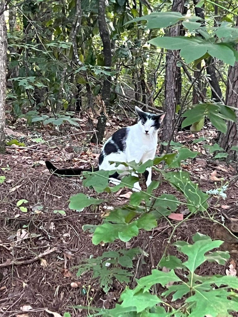 adoptable Cat in Rutherfordton, NC named Moo