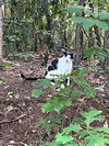 adoptable Cat in Rutherfordton, NC named Moo