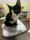 adoptable Cat in Rutherfordton, NC named Georgie