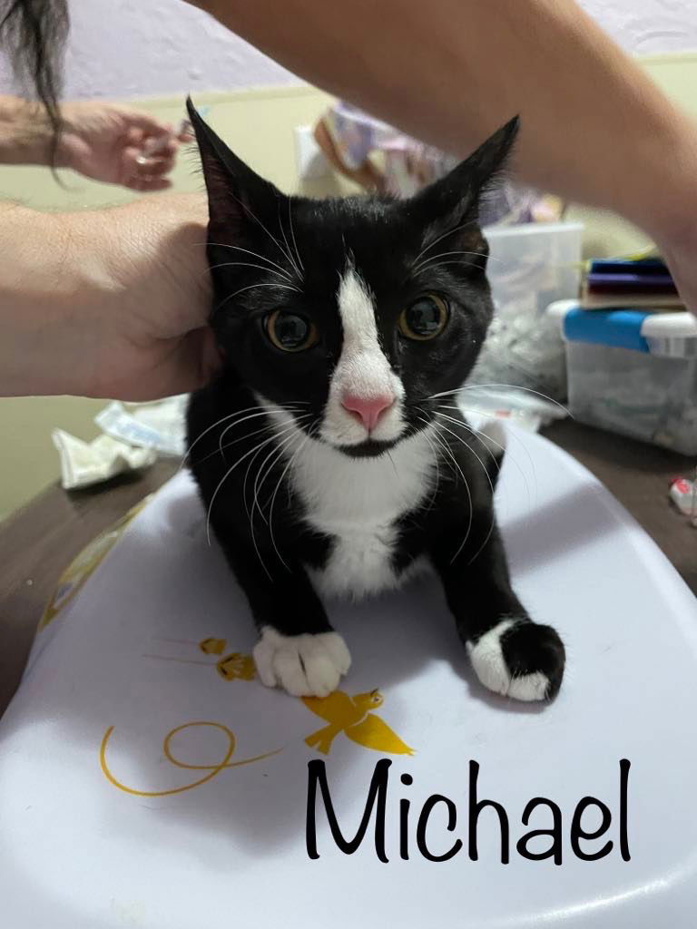 adoptable Cat in Rutherfordton, NC named Michael