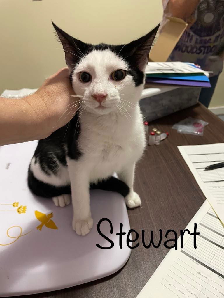 adoptable Cat in Rutherfordton, NC named Stewart