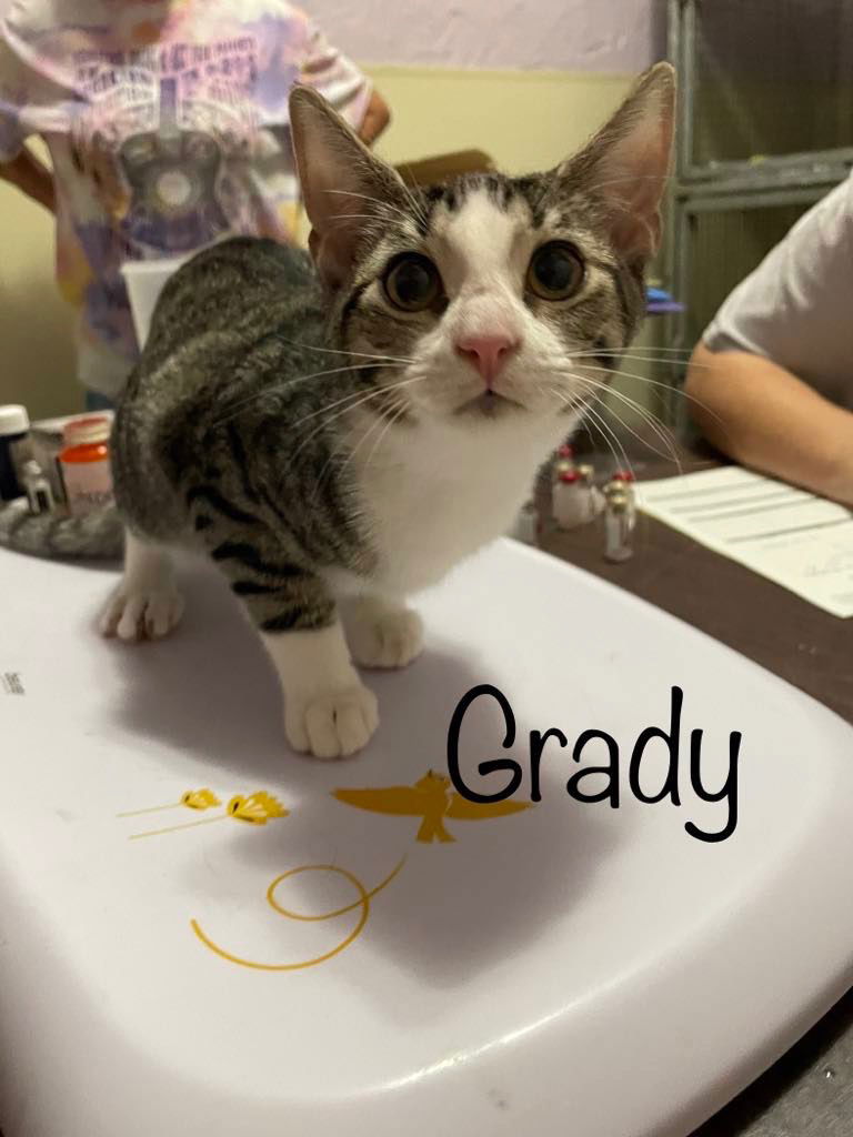 adoptable Cat in Rutherfordton, NC named Grady