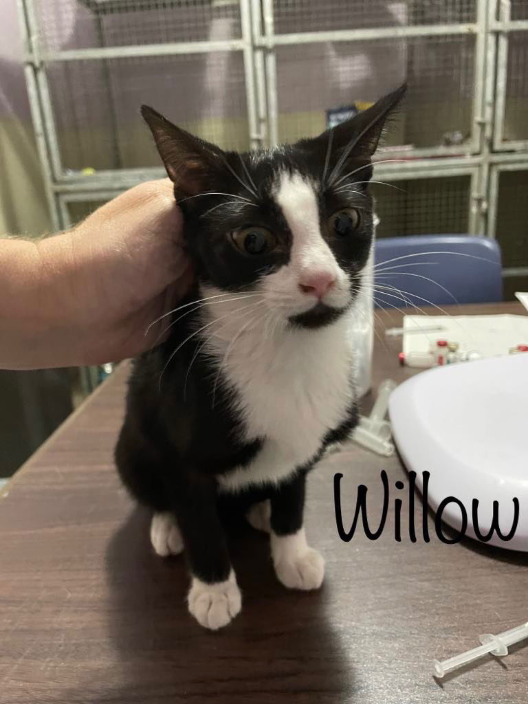 adoptable Cat in Rutherfordton, NC named Willow