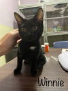 adoptable Cat in Rutherfordton, NC named Winnie