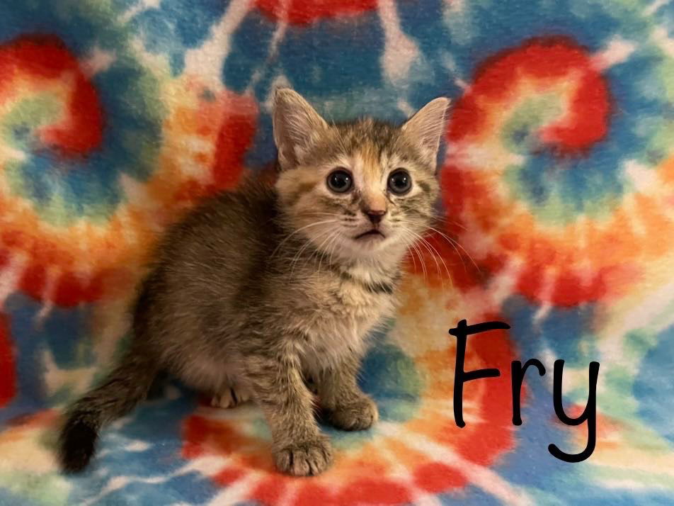 adoptable Cat in Rutherfordton, NC named French Fry