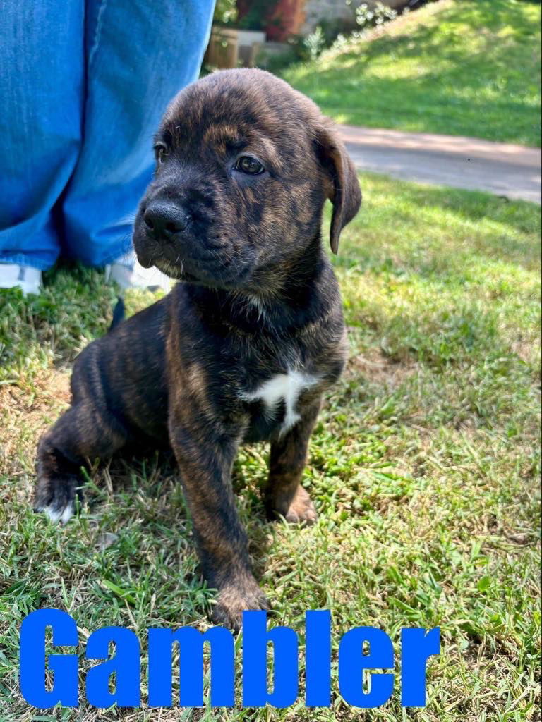 adoptable Dog in Rutherfordton, NC named Gambler