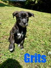 adoptable Dog in Rutherfordton, NC named Grits