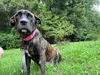 adoptable Dog in Rutherfordton, NC named MoMo