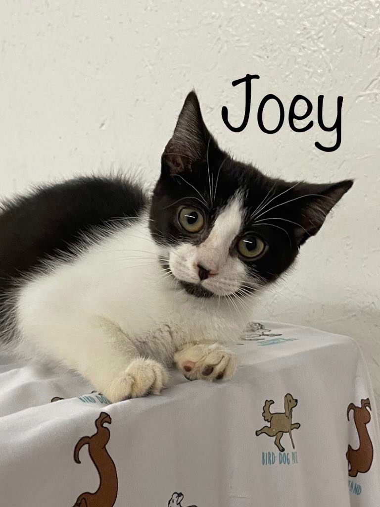 adoptable Cat in Rutherfordton, NC named Joey