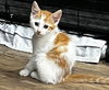 adoptable Cat in Rutherfordton, NC named Lincoln