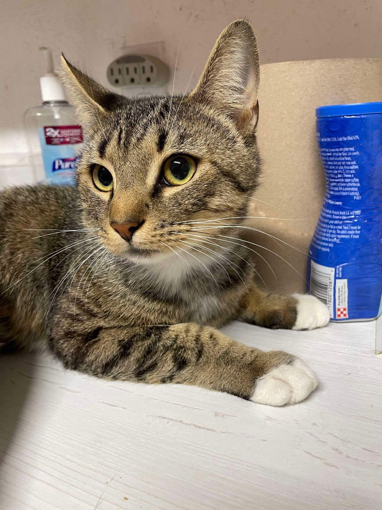 adoptable Cat in Rutherfordton, NC named Tiger