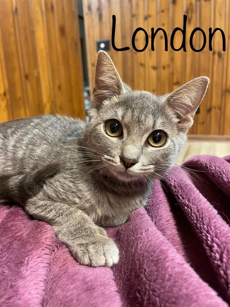 adoptable Cat in Rutherfordton, NC named London Fog