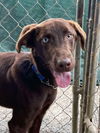 adoptable Dog in , NC named Odin