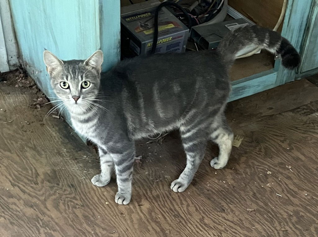 adoptable Cat in Rutherfordton, NC named Smoky