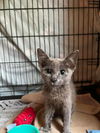 adoptable Cat in , NC named Gandalf the Grey