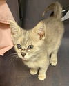 adoptable Cat in , NC named Chelsey