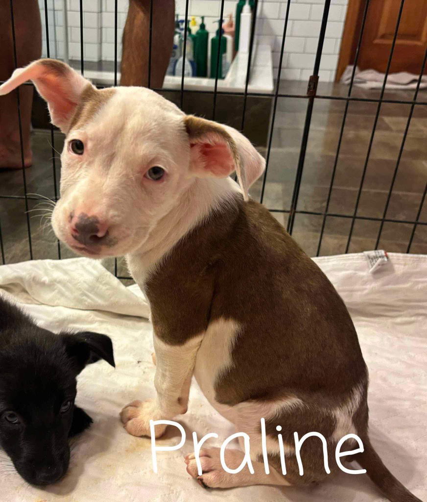 adoptable Dog in Rutherfordton, NC named Praline