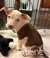 adoptable Dog in  named Praline