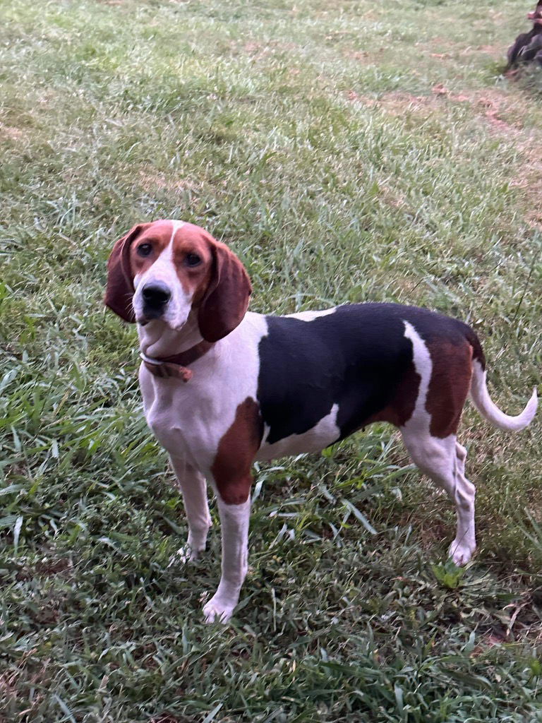 adoptable Dog in Rutherfordton, NC named Daisy