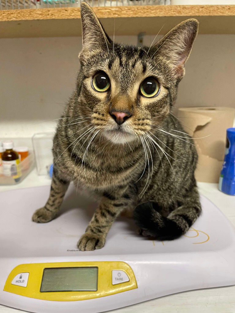 adoptable Cat in Rutherfordton, NC named Louie