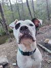 adoptable Dog in rutherfordton, NC named Olive (Courtesy Post)