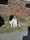 Olive (Courtesy Post) - Photo 2