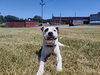 Olive (Courtesy Post) - Photo 4