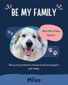 adoptable Dog in  named Miles
