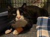 adoptable Cat in rutherfordton, NC named Drake