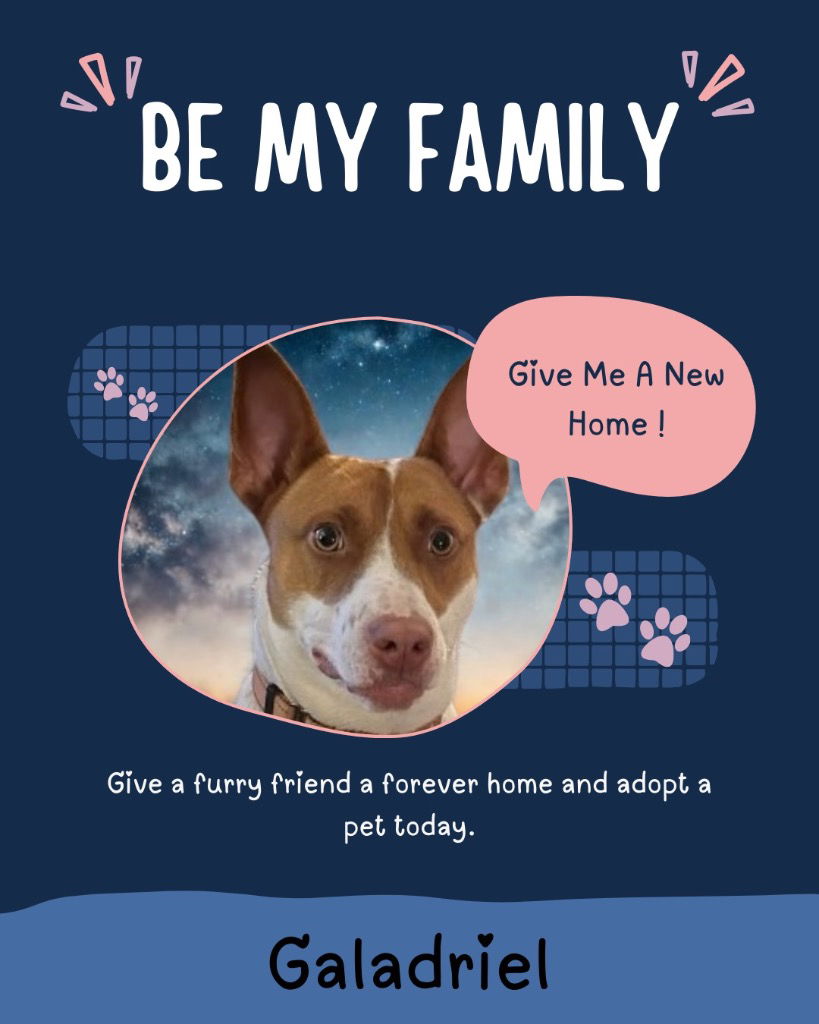 adoptable Dog in Rutherfordton, NC named Galadriel