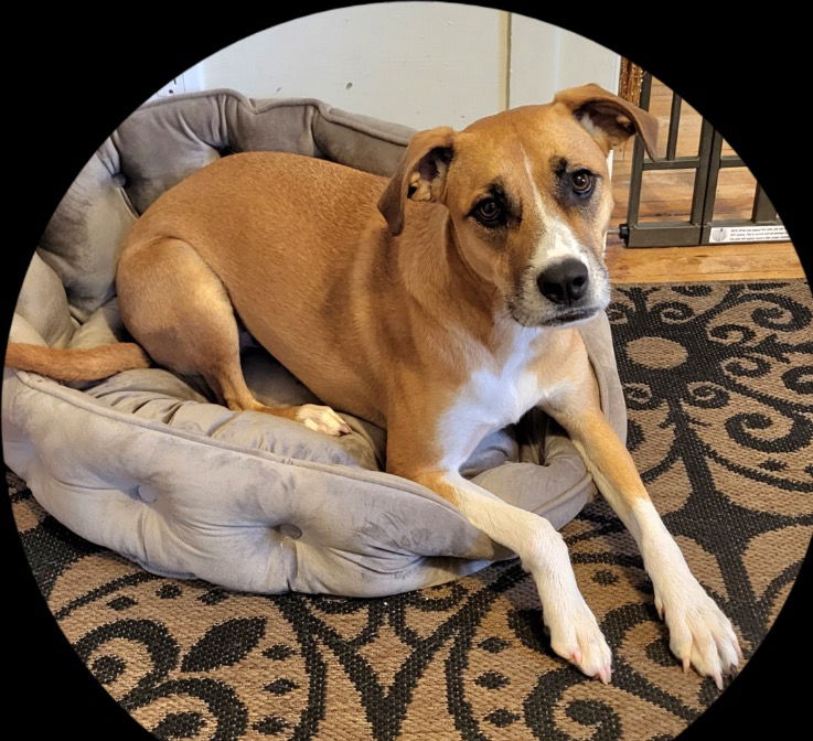 adoptable Dog in Rutherfordton, NC named Cinnamon