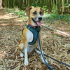 Cinnamon - Photo 1