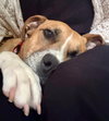Cinnamon - Photo 2