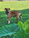 Cinnamon - Photo 4