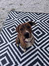 adoptable Dog in  named Rascal (Courtesy Post)